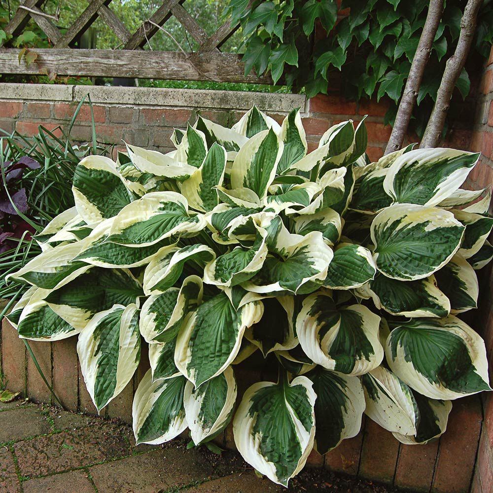 Hosta 'Patriot'